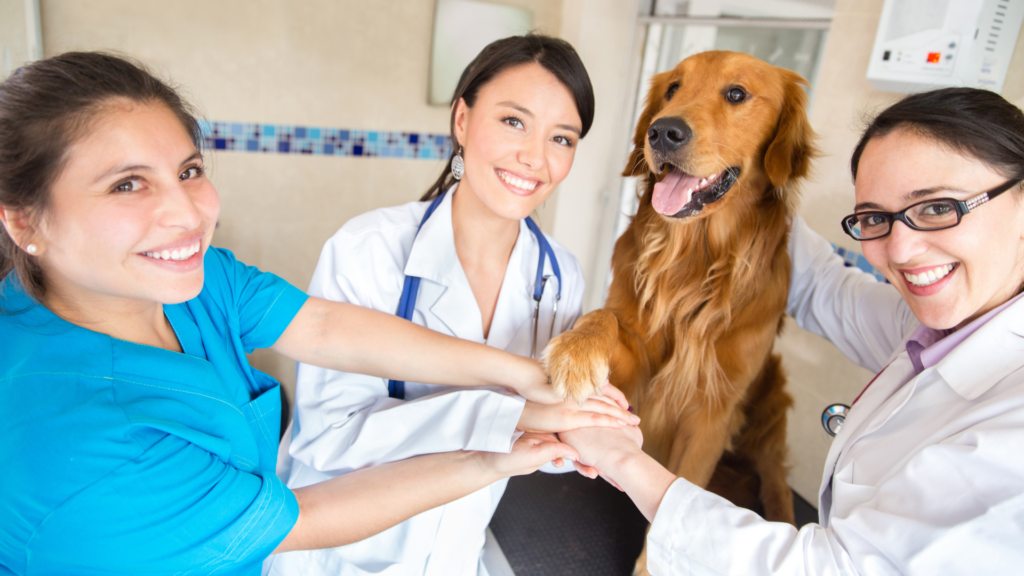 5 Steps To Maintaining Your Mental Health In The Veterinary Field ...