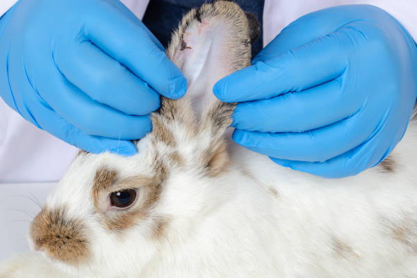 Study reveals extent of rabbit ear conditions