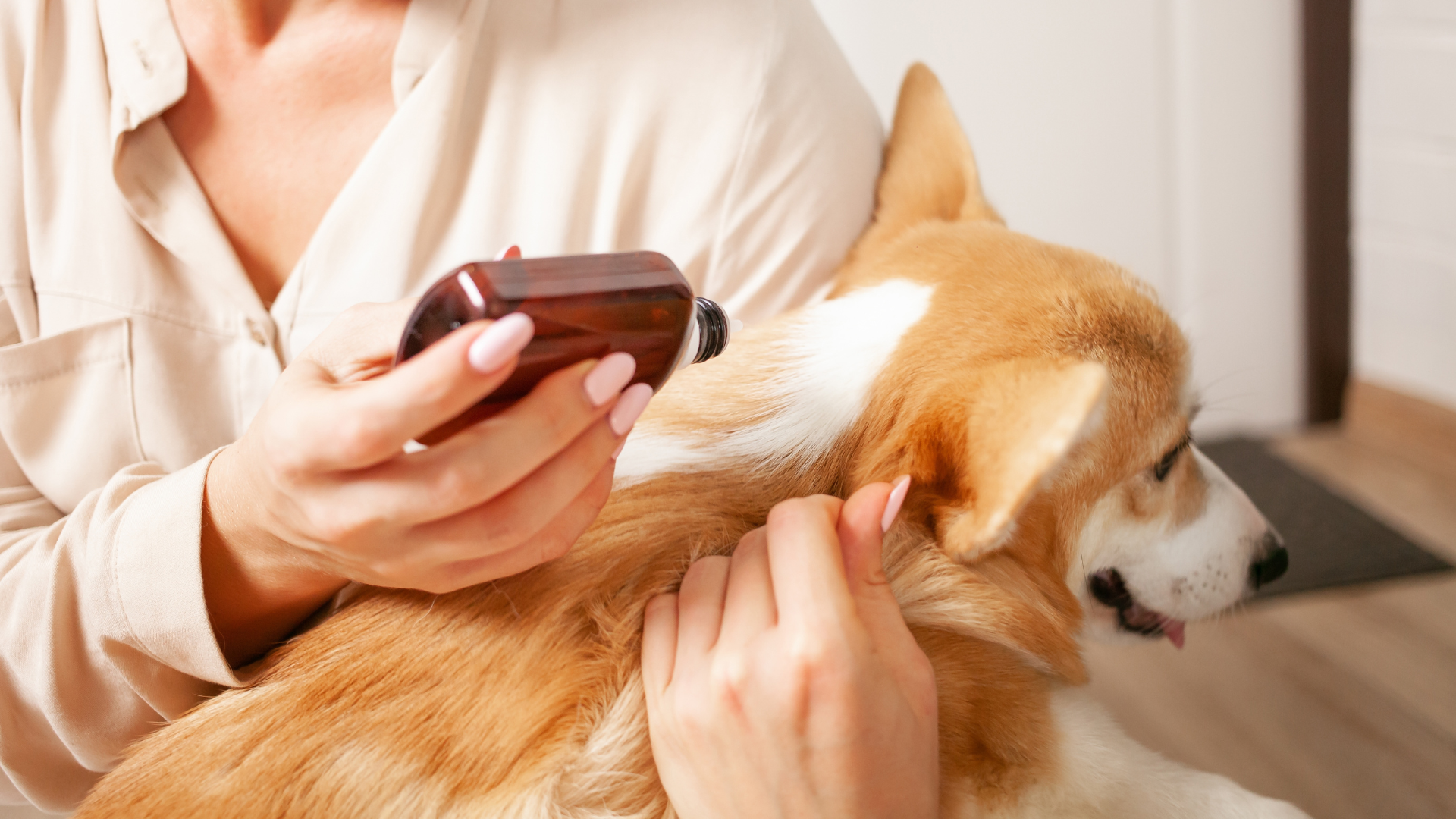 The rise and rise of dermocosmetics in dogs: do they need skin care?