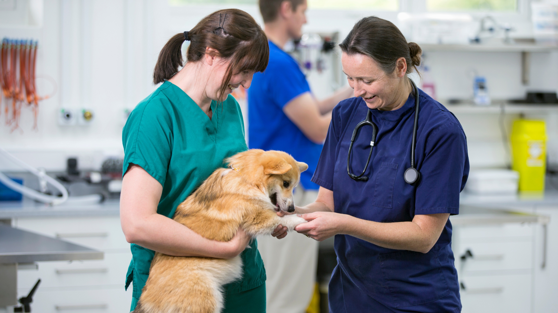 Leading your new veterinary practice: Inspire, guide and nurture