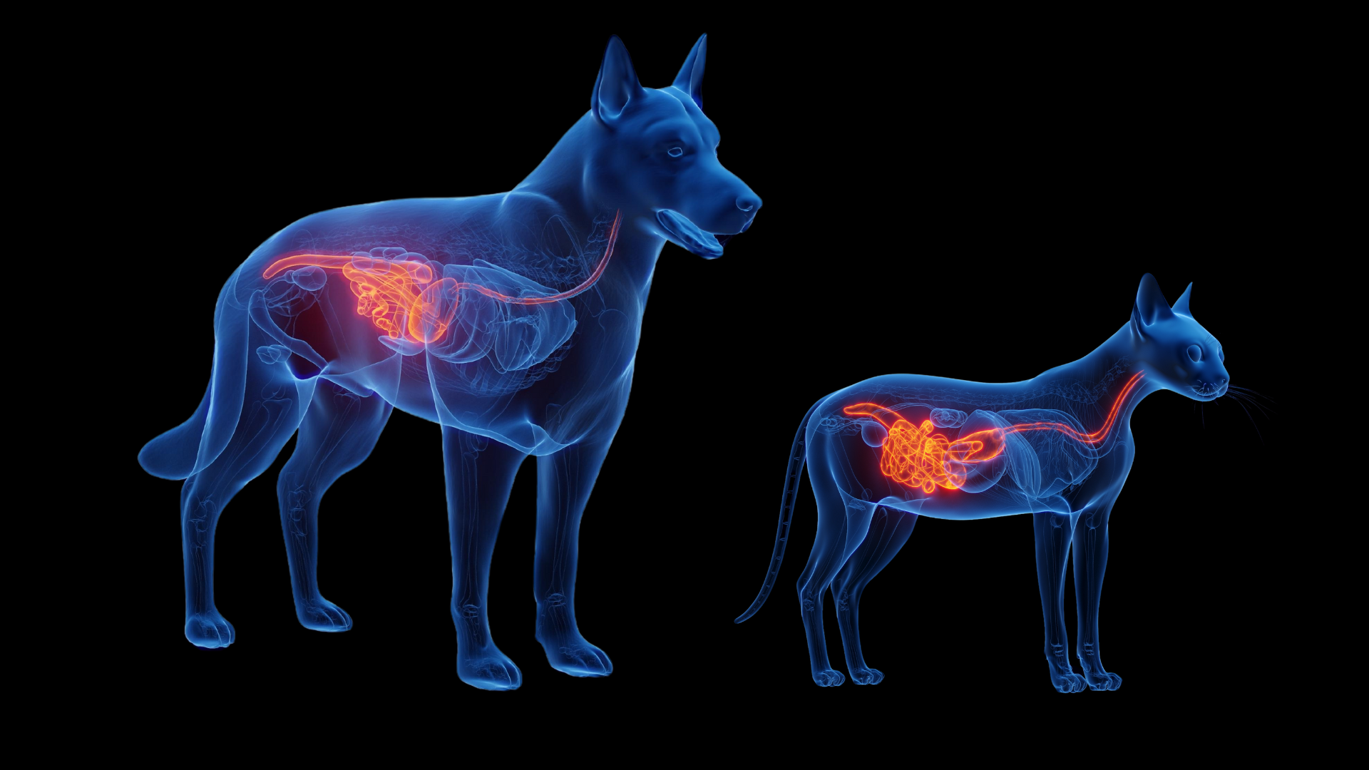 Supporting canine & feline gastrointestinal health (part one) – a guide to managing clinical cases