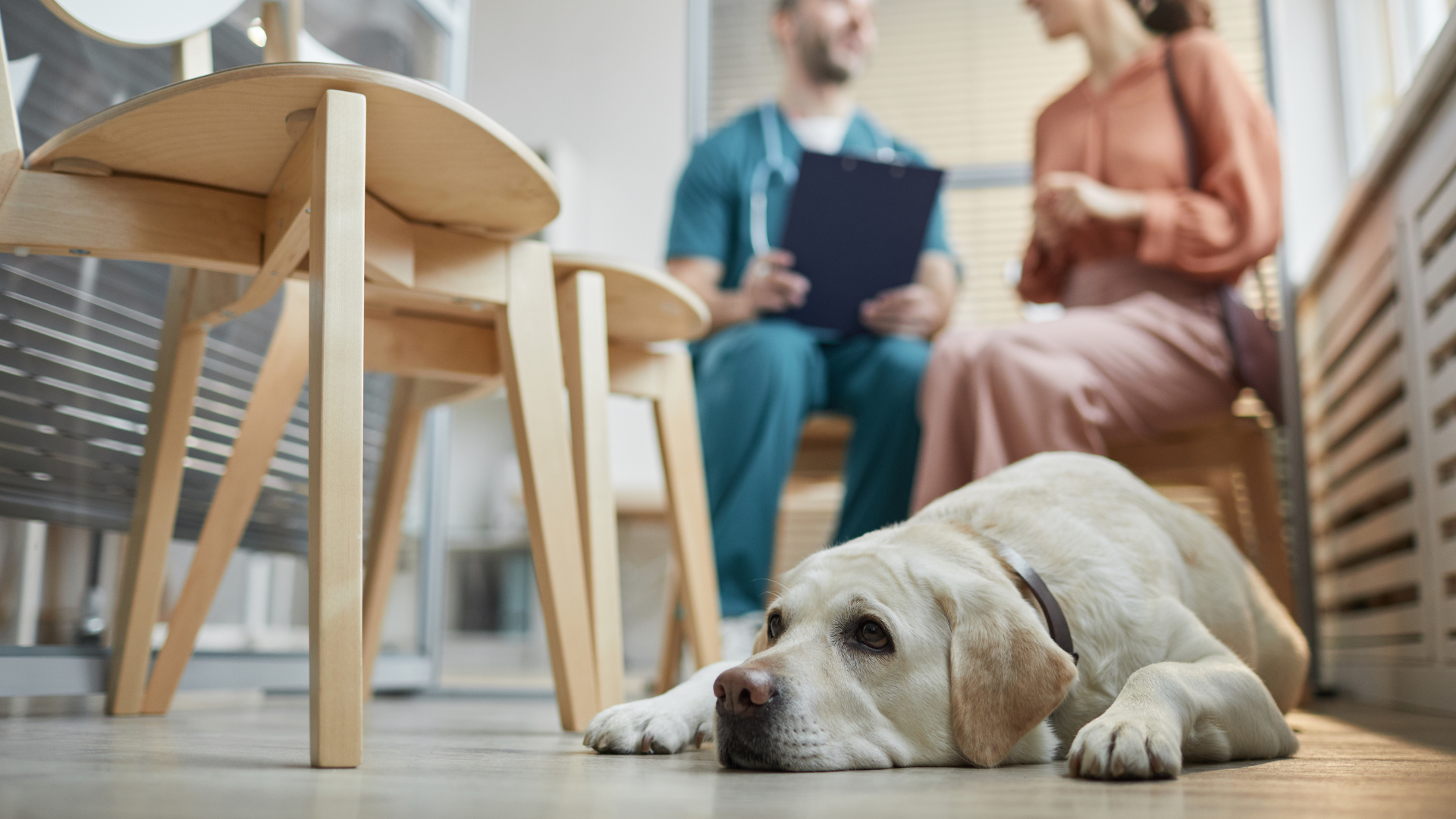 Supporting canine & feline gastrointestinal health (part two) – top tips for talking to clients