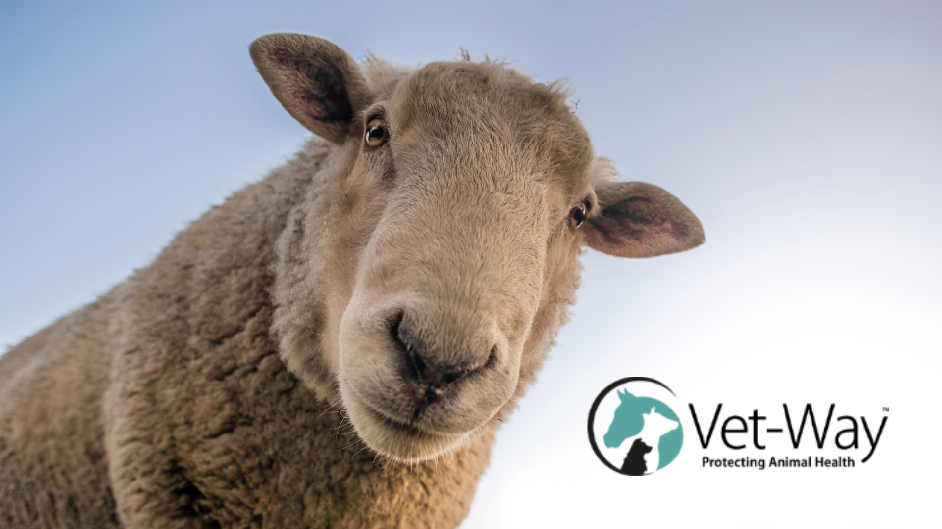 Supplier profile: Vet Way Ltd – the professional’s choice