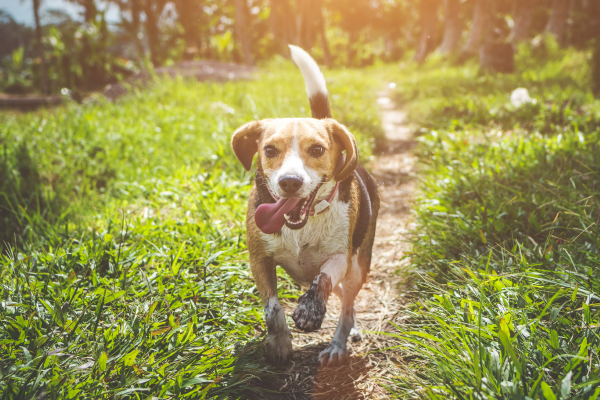 Awareness plea after study reveals obesity risk for epileptic dogs