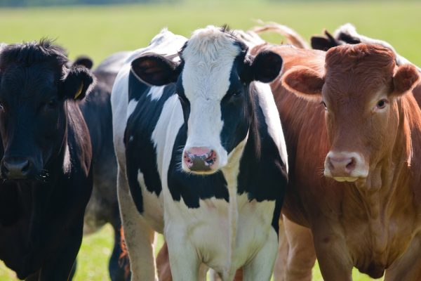 Calming cattle to help performance is focus for webinar