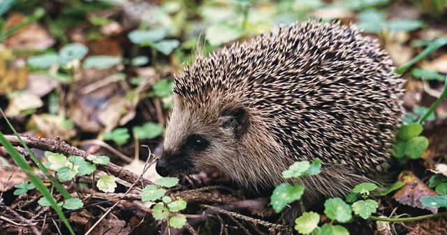 RSPCA launches new online wildlife toolkit